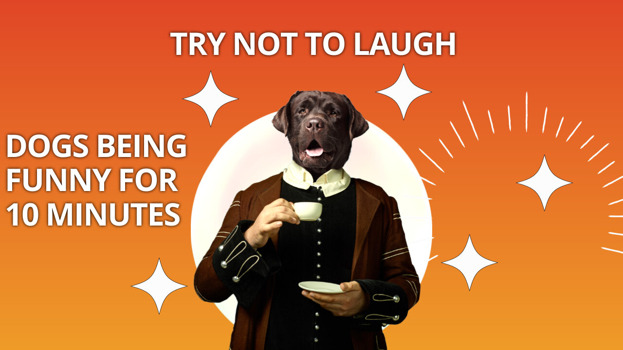 Try Not To Laugh At These Dogs Being Funny