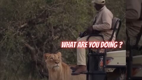 Why Do Lion Not Attack When you Are In Safari Vehicle The Answer Will Make You Surprise!