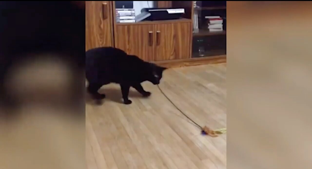 Crazy Cat Is Spinning Around With Something In His Mouth | Funny Video