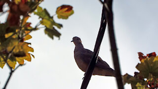 Mourning Dove