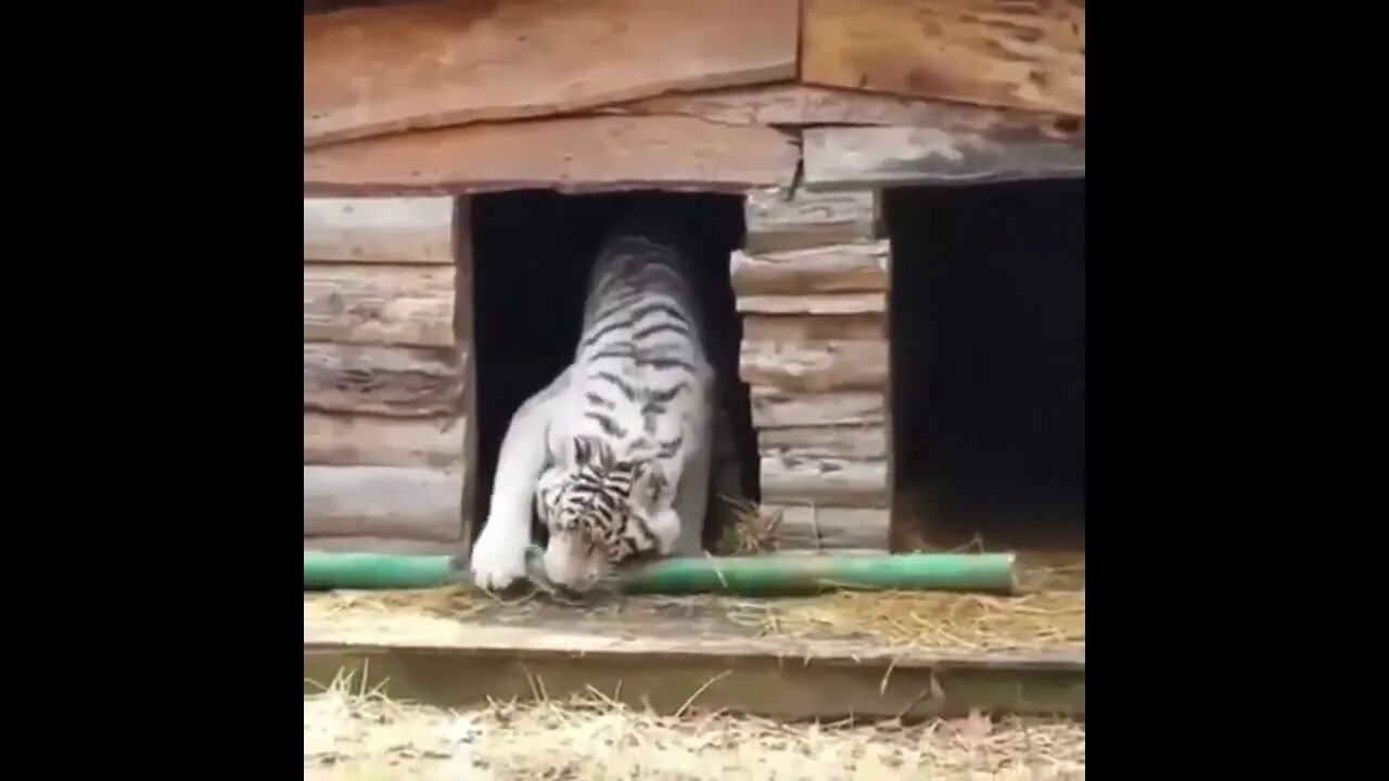 Cats a Cat