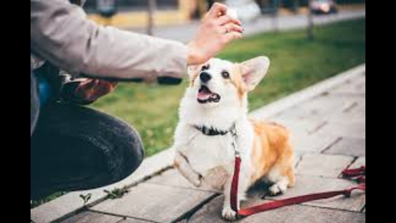 Basic dog training (Train your dog to adhere to different commands)