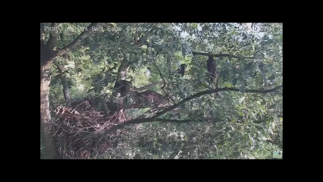 Hays Eagles Juvenile H15 branches! 2021 06 10 7:30:54