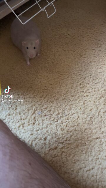 Pet rats are fun