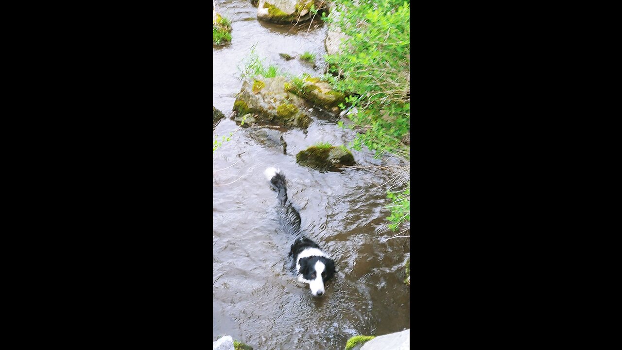 Terra Byte cools-off after a long walk