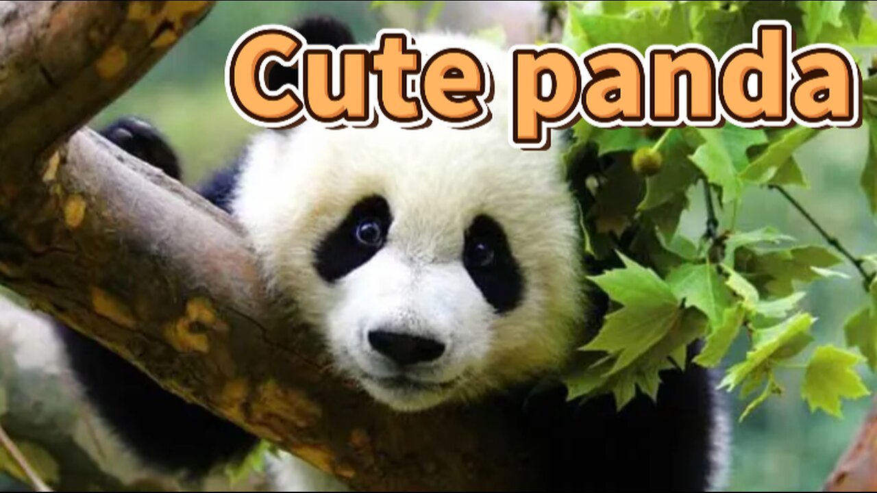 Cute panda