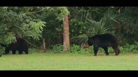 The bear brought his girlfriend to my yard!