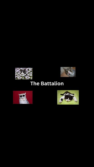 THE CAT BATTALION 😹