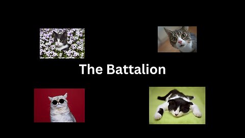 THE CAT BATTALION 😹