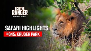 Safari Highlights #645: 23 & 24 November 2021 | Kruger National Park | Latest Wildlife Sightings