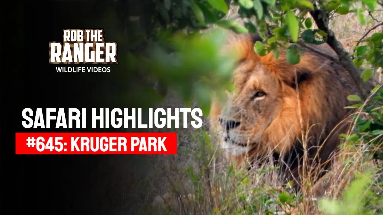 Safari Highlights #645: 23 & 24 November 2021 | Kruger National Park | Latest Wildlife Sightings