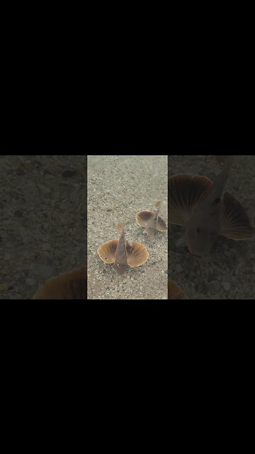 Teach 2 Sea Robins under water to follow, sit, run, and swim back again🤣🤣