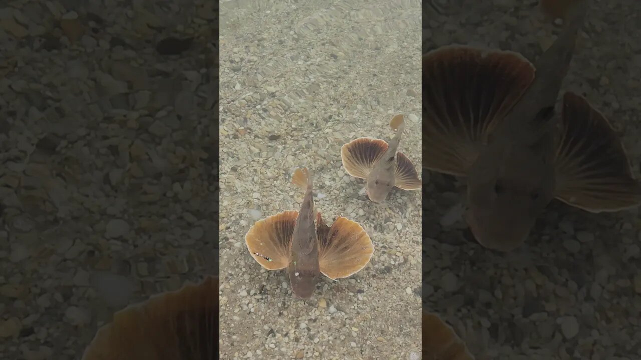 Teach 2 Sea Robins under water to follow, sit, run, and swim back again🤣🤣
