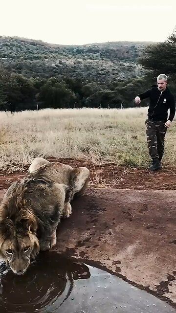 Scaring a lion