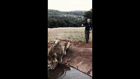Scaring a lion