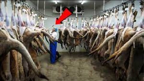 Awesome Kangaroo Harvesting 🦘 - Kangaroo Meat Processing in Factory - Kangaroo Industry