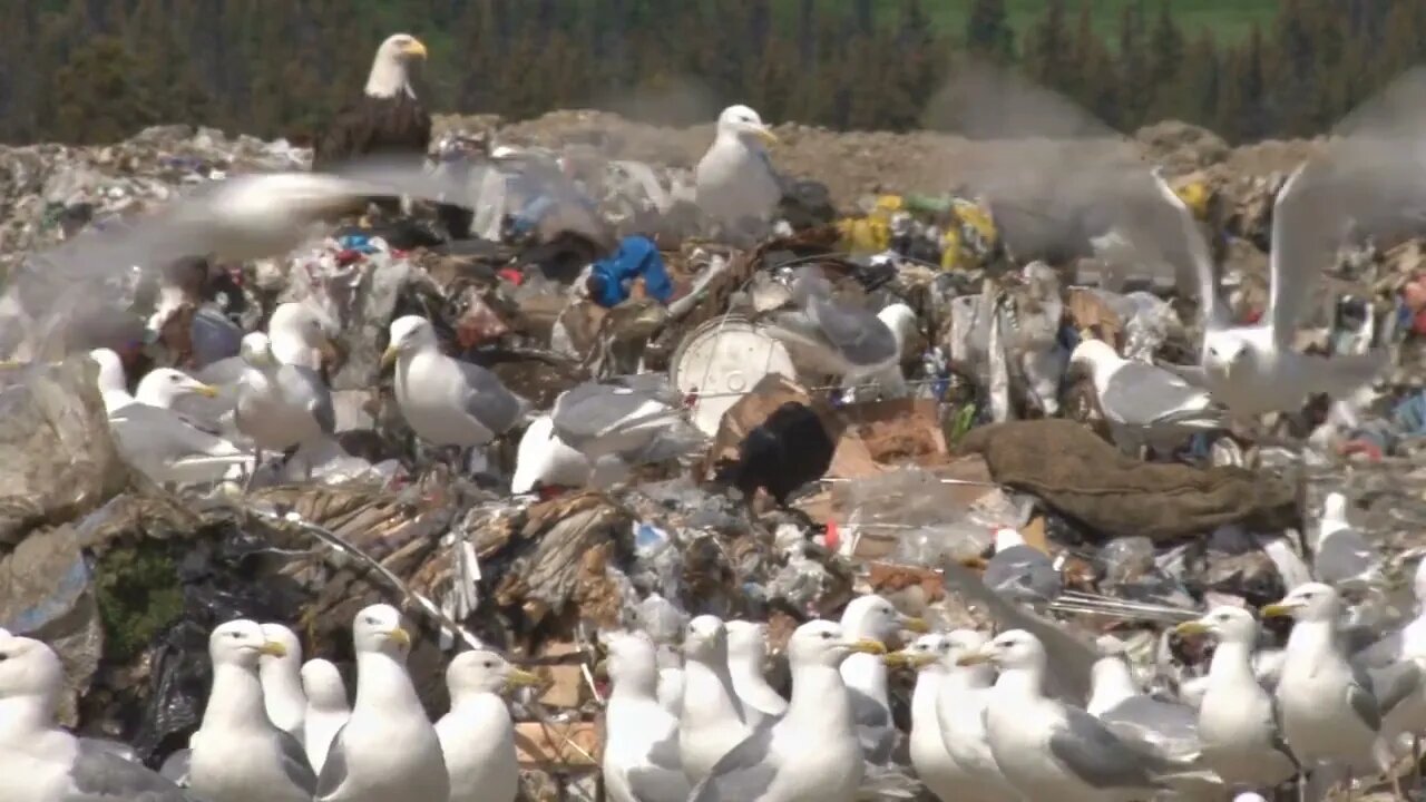 Trash Seagulls