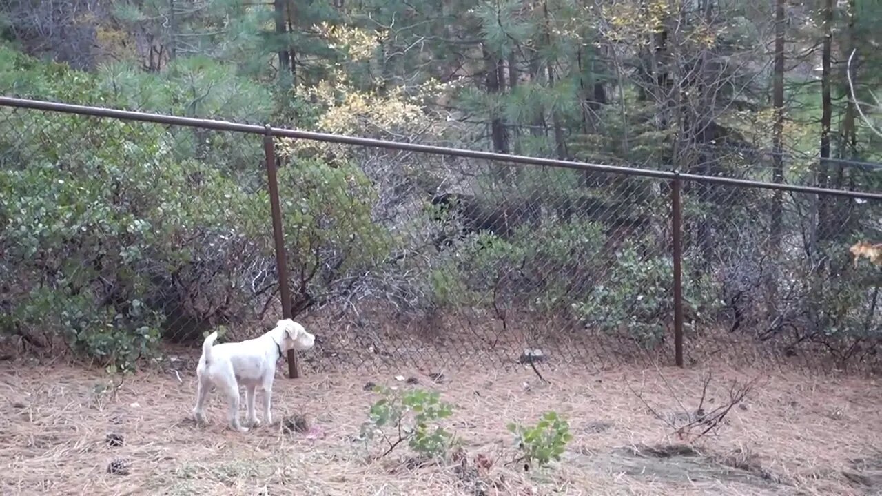 Sierra's discovery of a bear Jack Russell Terrier