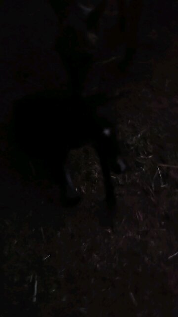 🔥🐎Wildfire's 1st steps🐎🔥