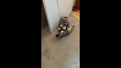 new toy for indy