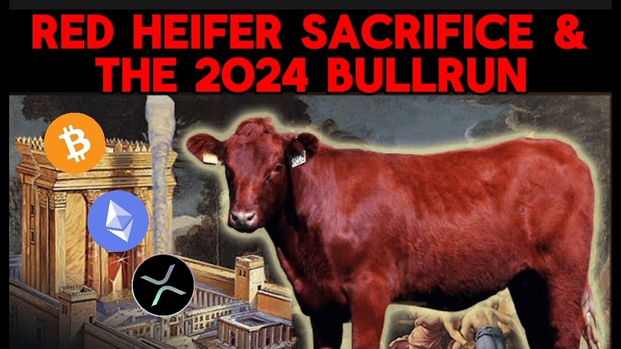 RED HEIFER SACRIFICE & THE 2024 BULLRUN