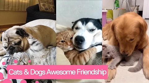 cat and dog friendship