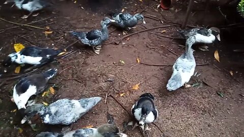 Muscovy Ducklings, Growing up, some nice colours.