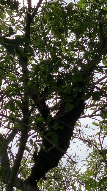 Only one queen, there could have been two…. It can happen.