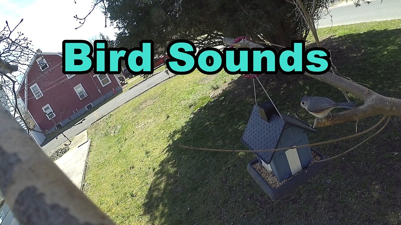 Bird Sounds Using GoPro Hero 5 Camera