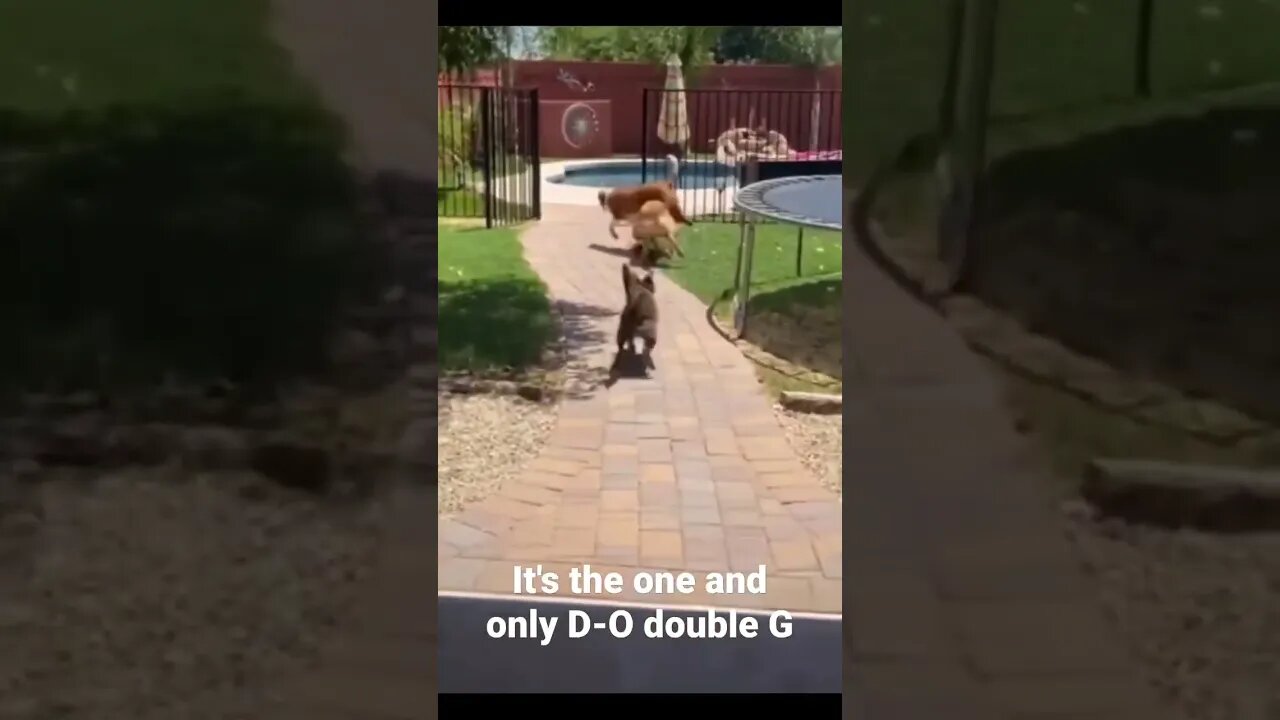 It's the one and only D-O double G #shorts