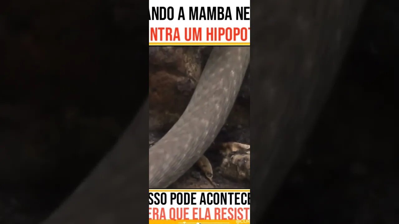 mamba-negra vs hipopótamo #shorts