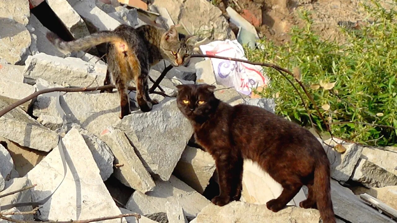 Жизнь кошек на улице