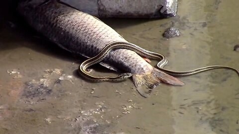 A Garter Snake Roaming Shallow Water, Looking For Food