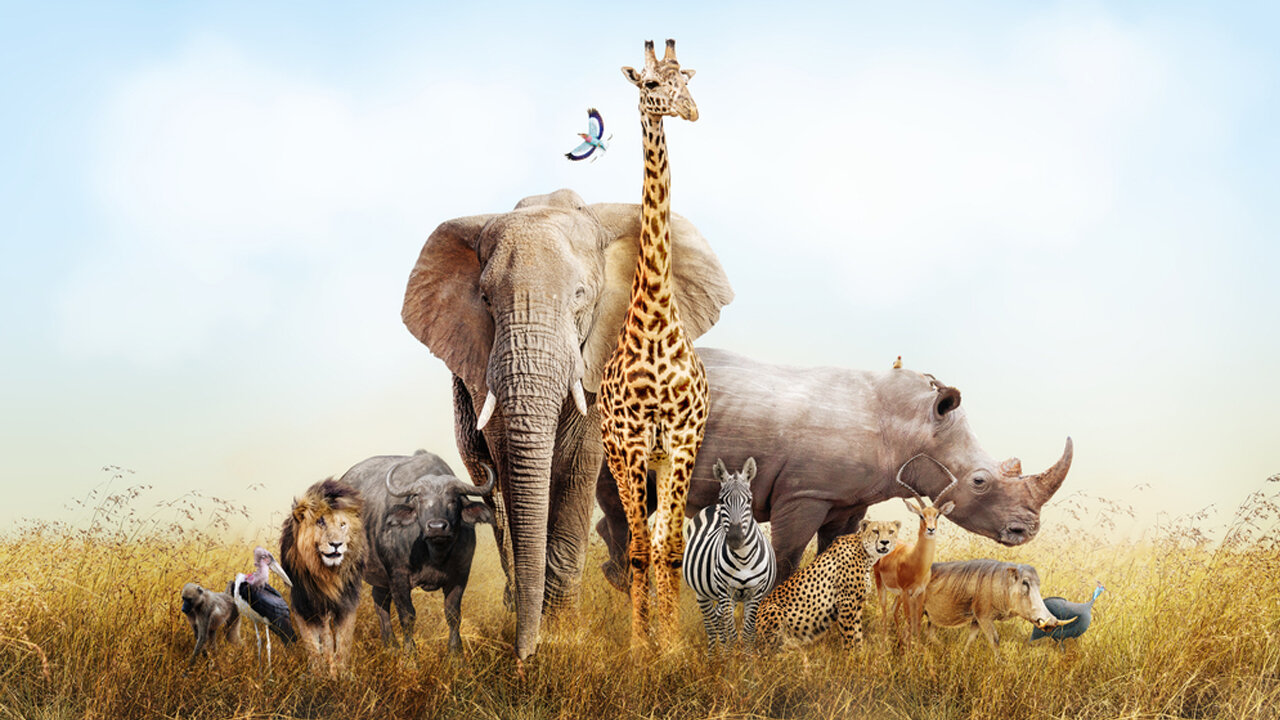 Stunning Images of African Wildlife: 18 Captivating Photos to Inspire Your Wanderlust