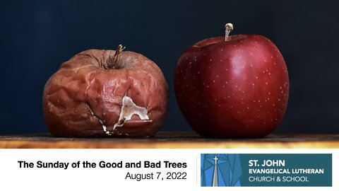 The Sunday of the Good and Bad Trees - August 7, 2022