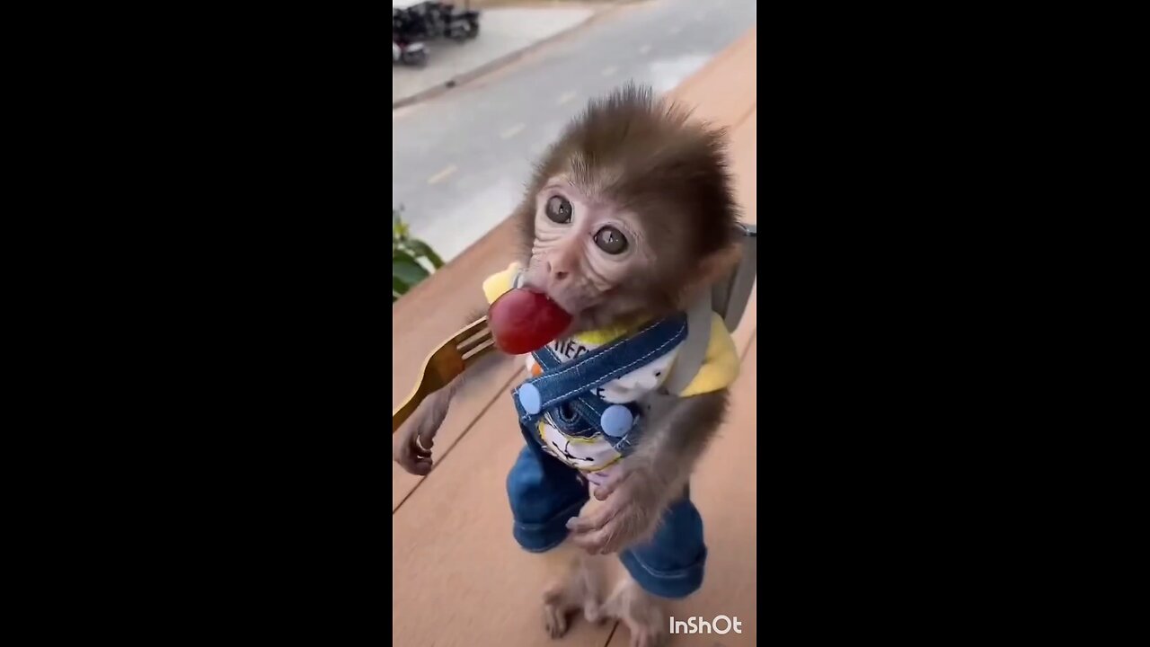 monkey eating