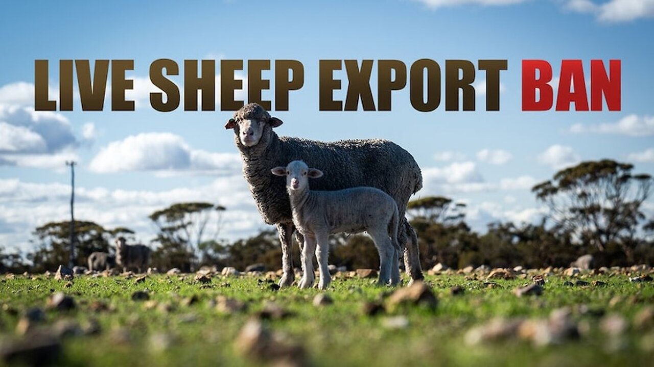 Why the ending of the Live Sheep Export industry is a mistake 🐑