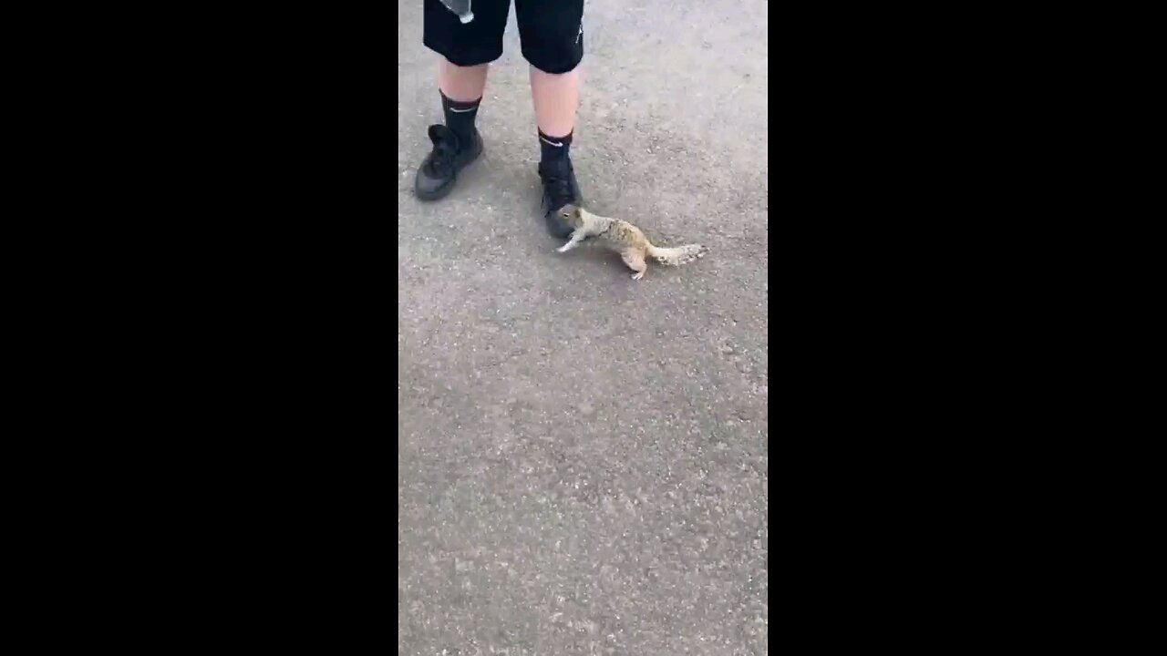 Squirrel ask for some water