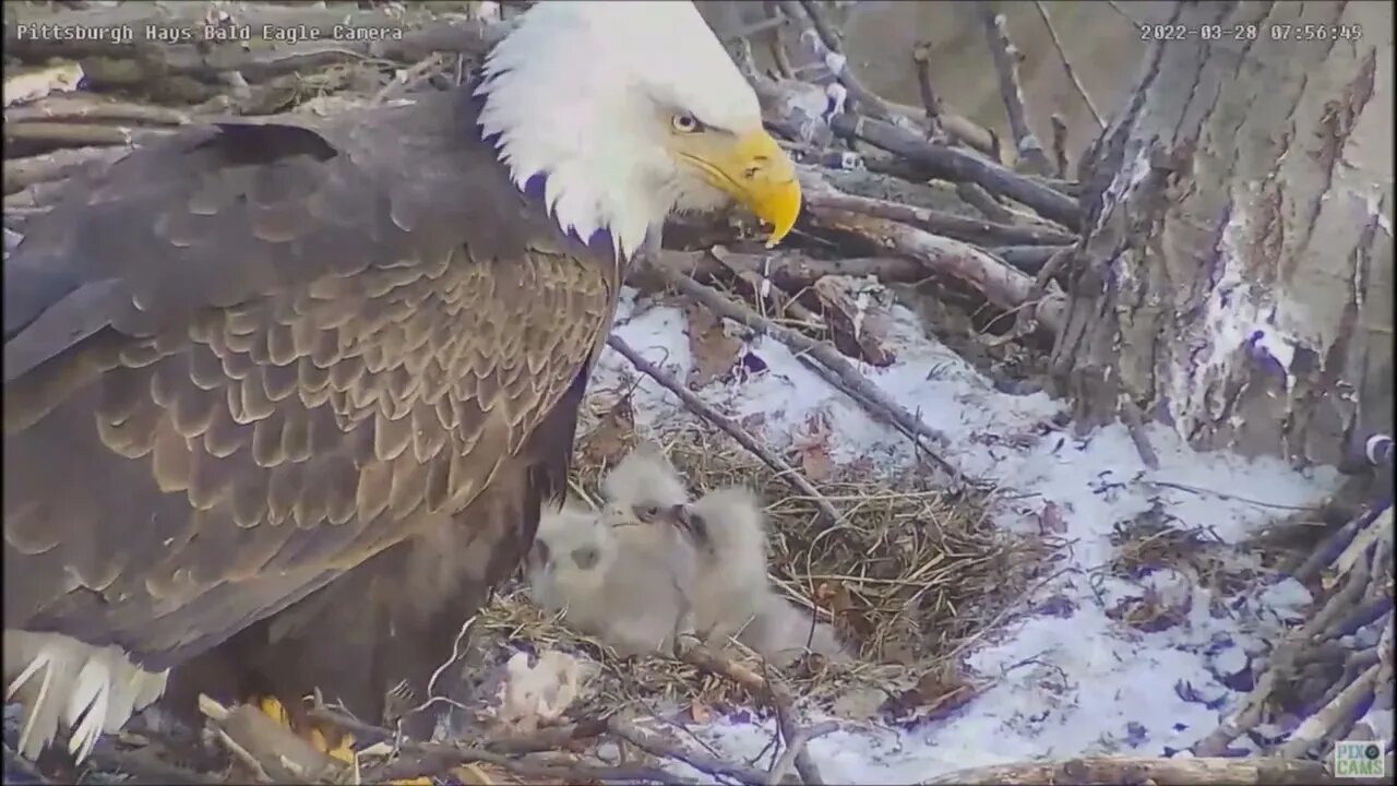 Hays Bald Eagles Dad brings in breakfish Mom feeds H16 H17 H18 3.28.22 7:50am