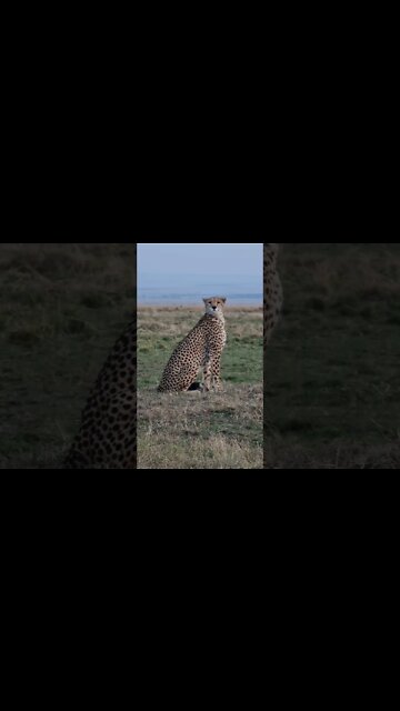 Maasai Mara Sightings Today 29/08/21 (Lions, Cheetah, Leopard, etc) | Zebra Plains | #shorts