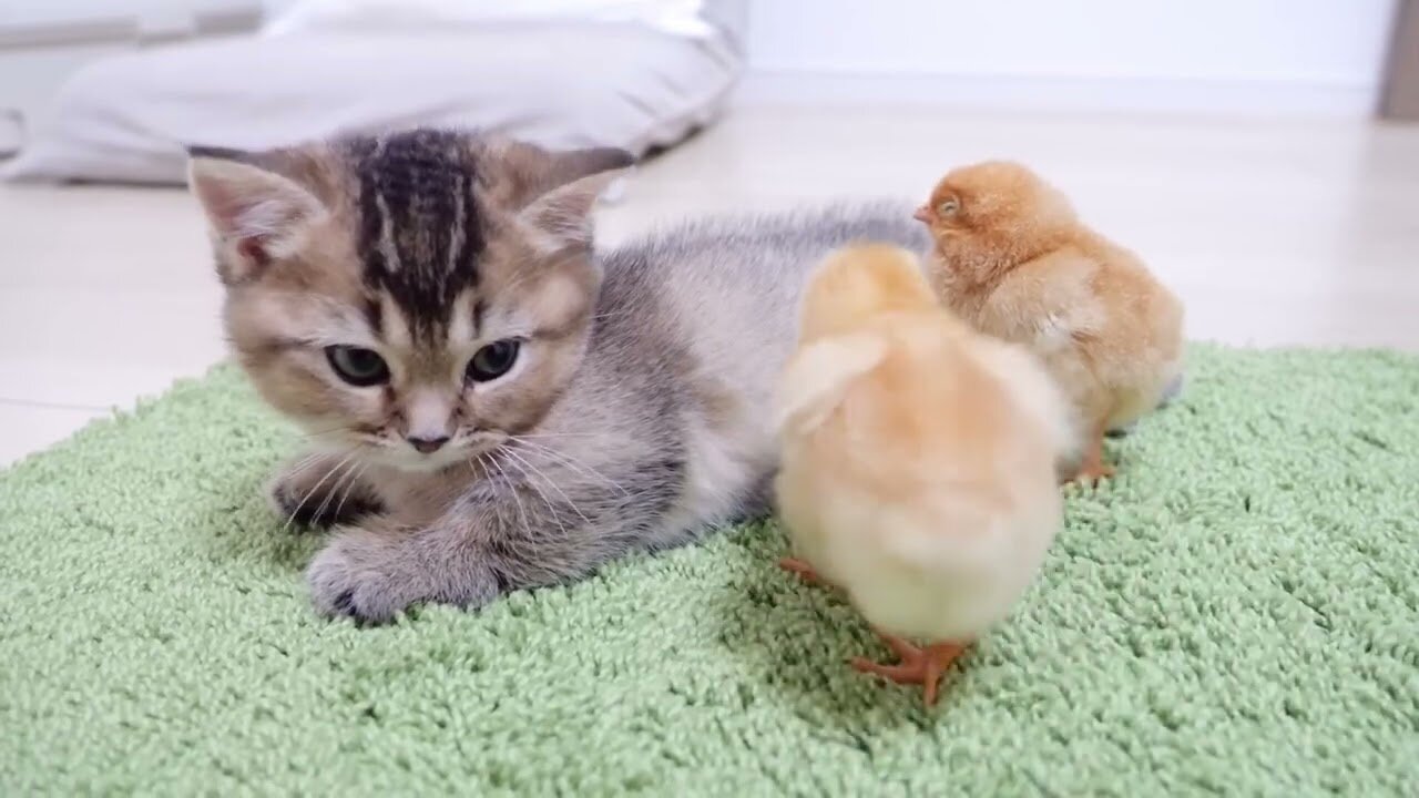 Cute Little Chicken vs Funny Kittens Video's | Cute Cats Videos