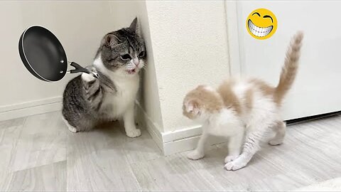 Funny animal videos 2023 | dog and cat 🐈😺