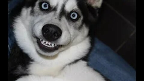 Funny And Cute Dog Videos Compilation