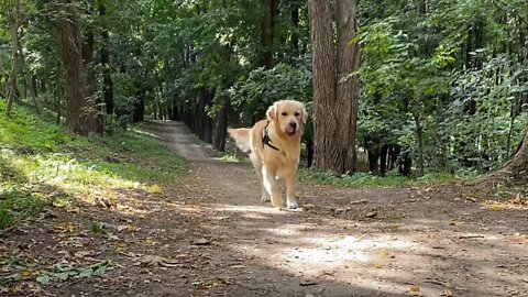 My Dog Ruined His Professional Photoshoot