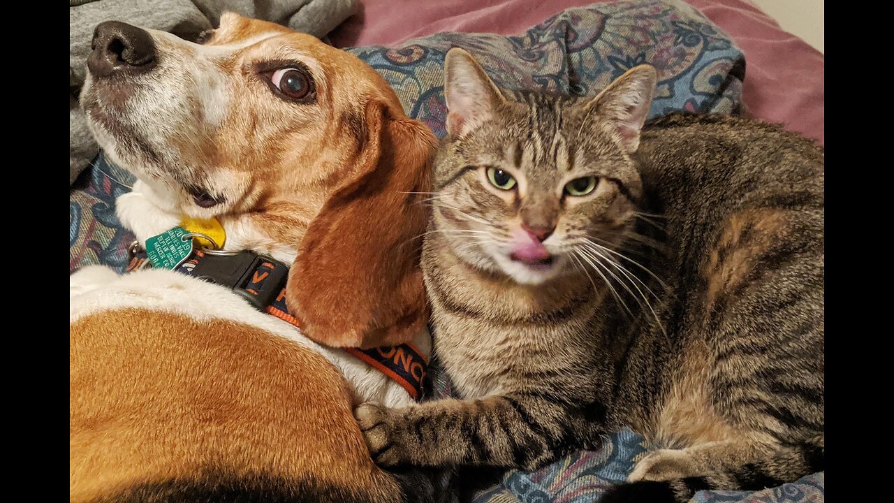 The cat pounced on the dog’s tail, which was wagging furiously back