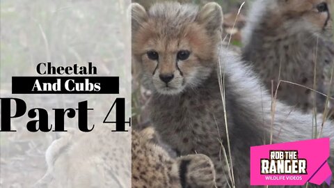 Cheetah And Cubs Part 4: Still In The Same Spot