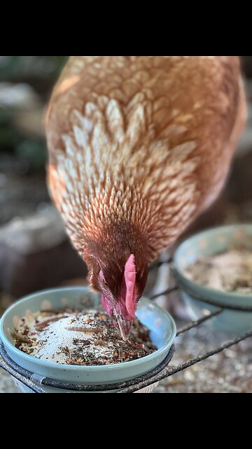 Updates on Hen Solo's egg bound dilemma