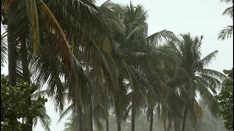 Trees | Rain | Calming