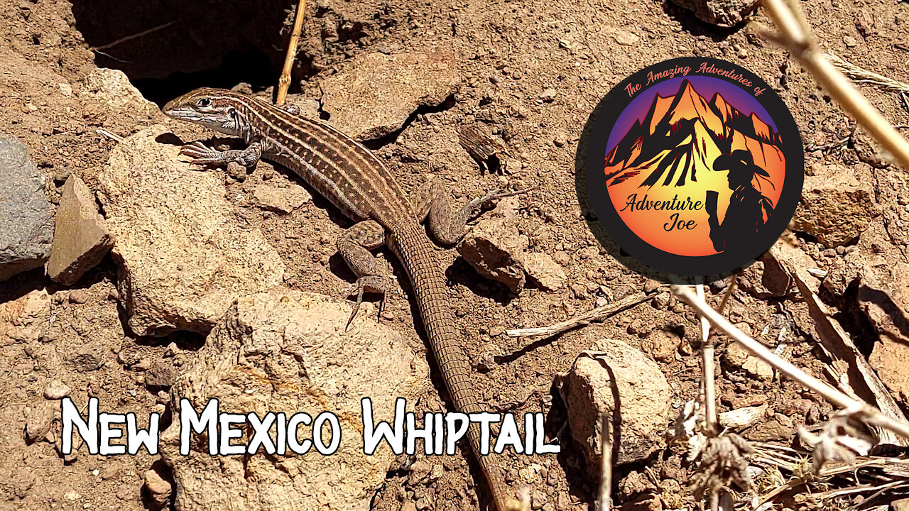 Whiptail Lizard (New Mexico)