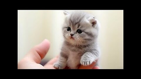 "Funny animal moments: How to lift your mood" l Cute Baby Animals l Cutest Animals 2023